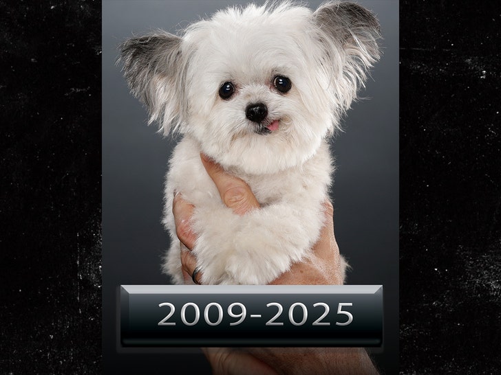 Norbert the Viral Remedy Canine Useless at 15