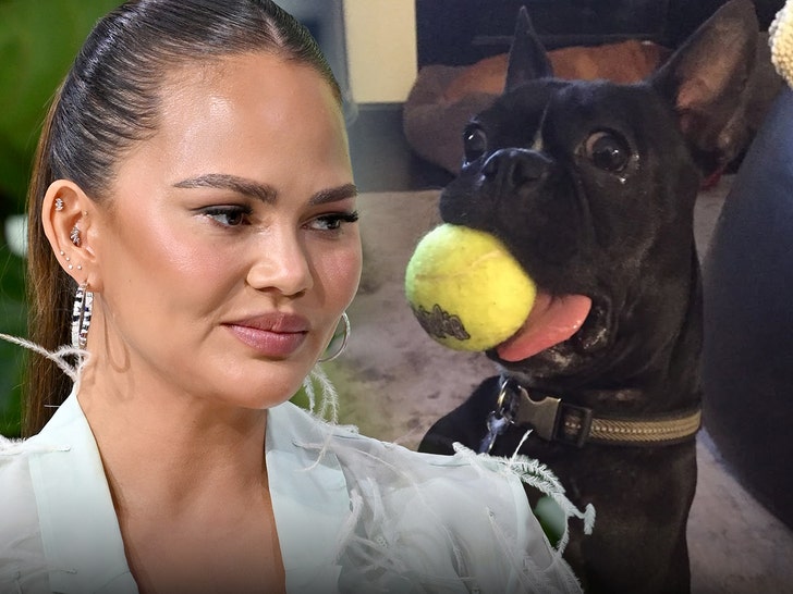 Chrissy Teigen Broadcasts Dying of Canine