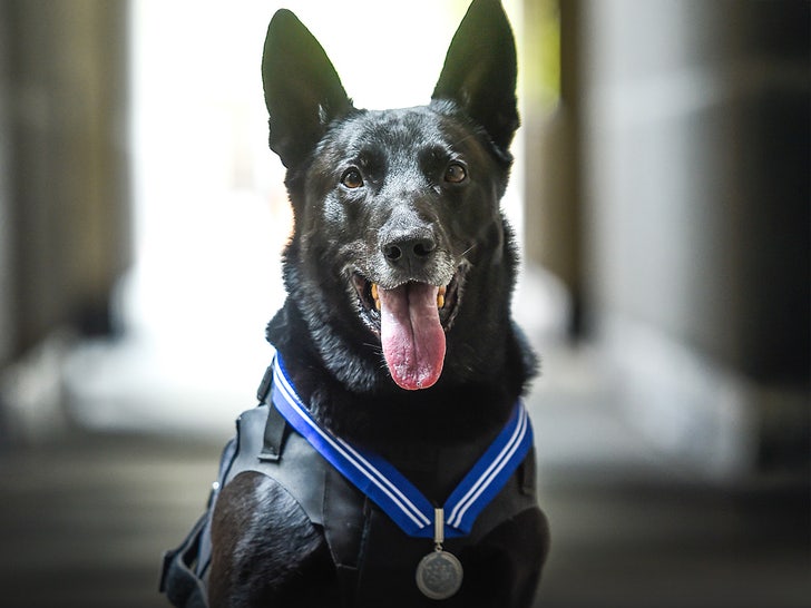 Secret Service Canine ‘Hurricane,’ Who Stopped White Home Intruder, Useless at 15