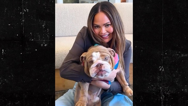 Chrissy Teigen and John Legend Rescue Canine Months After Their Canine Handed Away