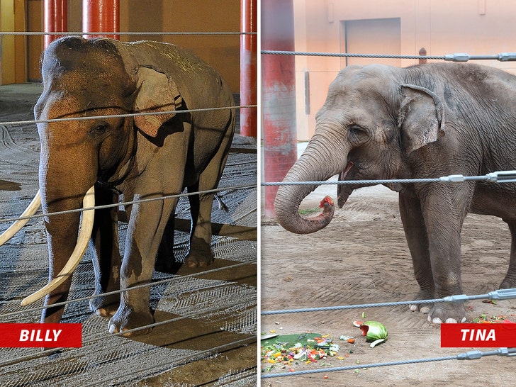 L.A. Zoo Elephants Billy, Tina Transferred to Tulsa Zoo Below Cowl of Night time