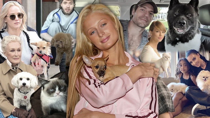 TMZ’s Timeline of Wildest Hollywood Pet Moments