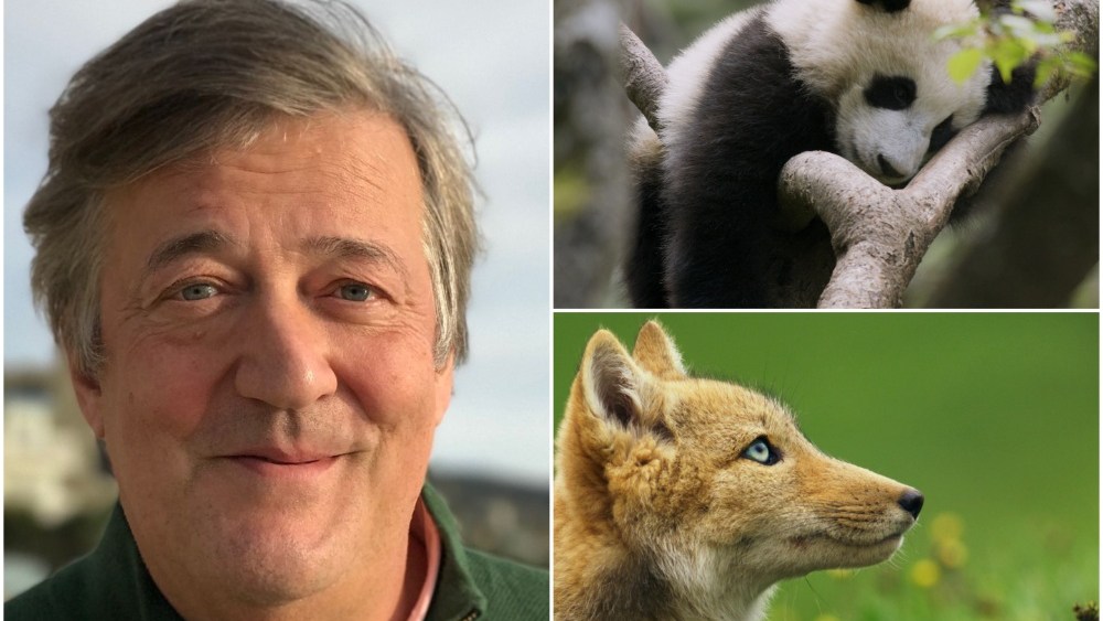 Stephen Fry to Narrate Chinese language Wildlife Sequence for Bilibili